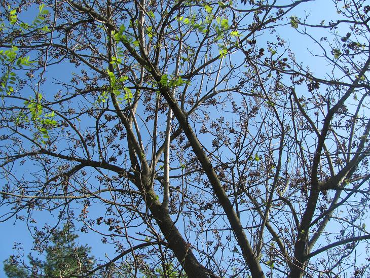 Paulownia tomentosa / Paulownia